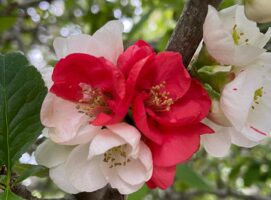 ＧＷの締めくくりは、花まつり